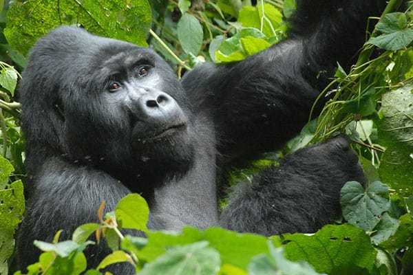 Bwindi Impenetrable National Park Gorillas