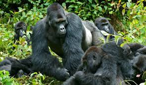 Gorilla 3