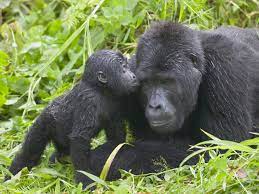Gorilla