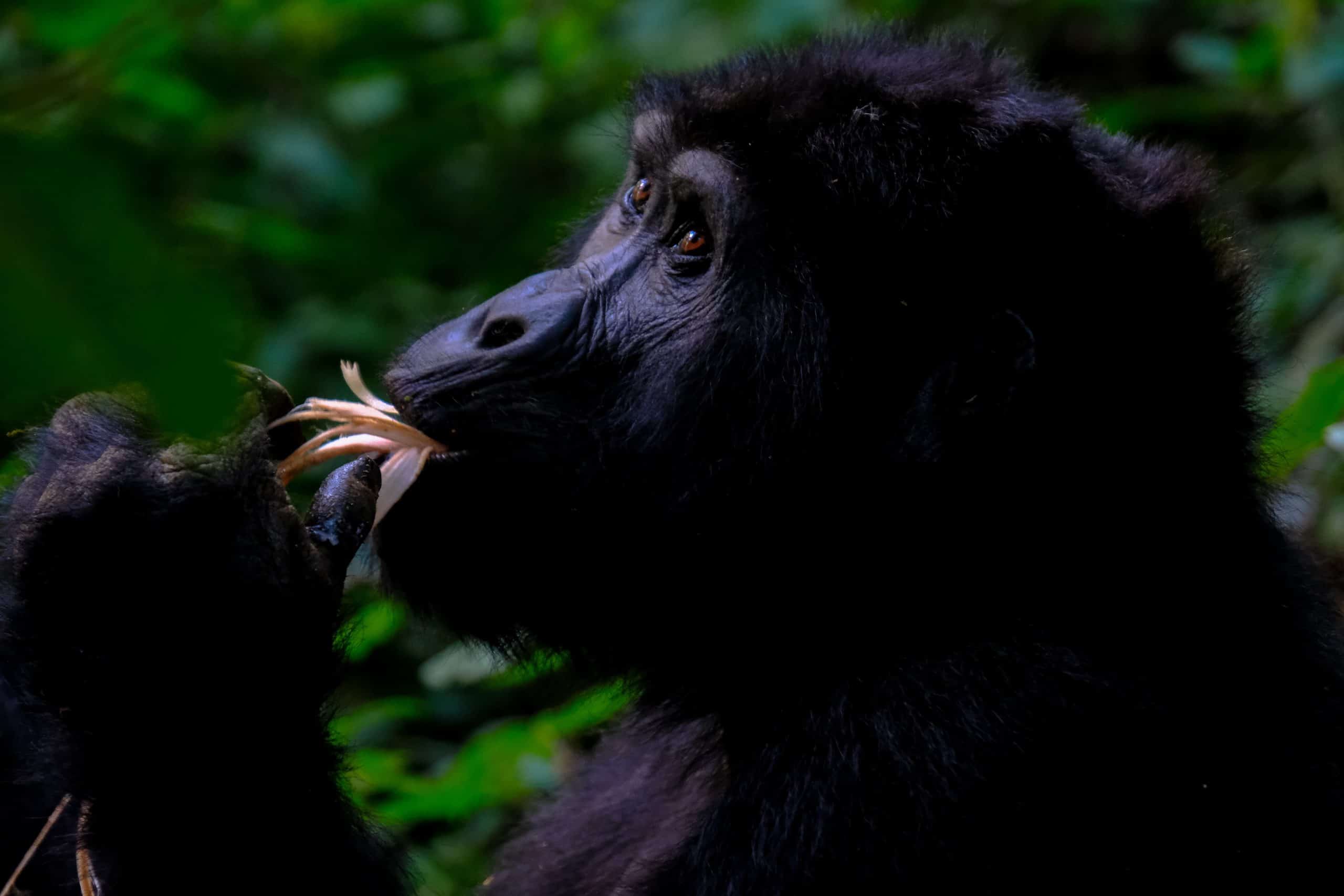 Gorilla Upclose