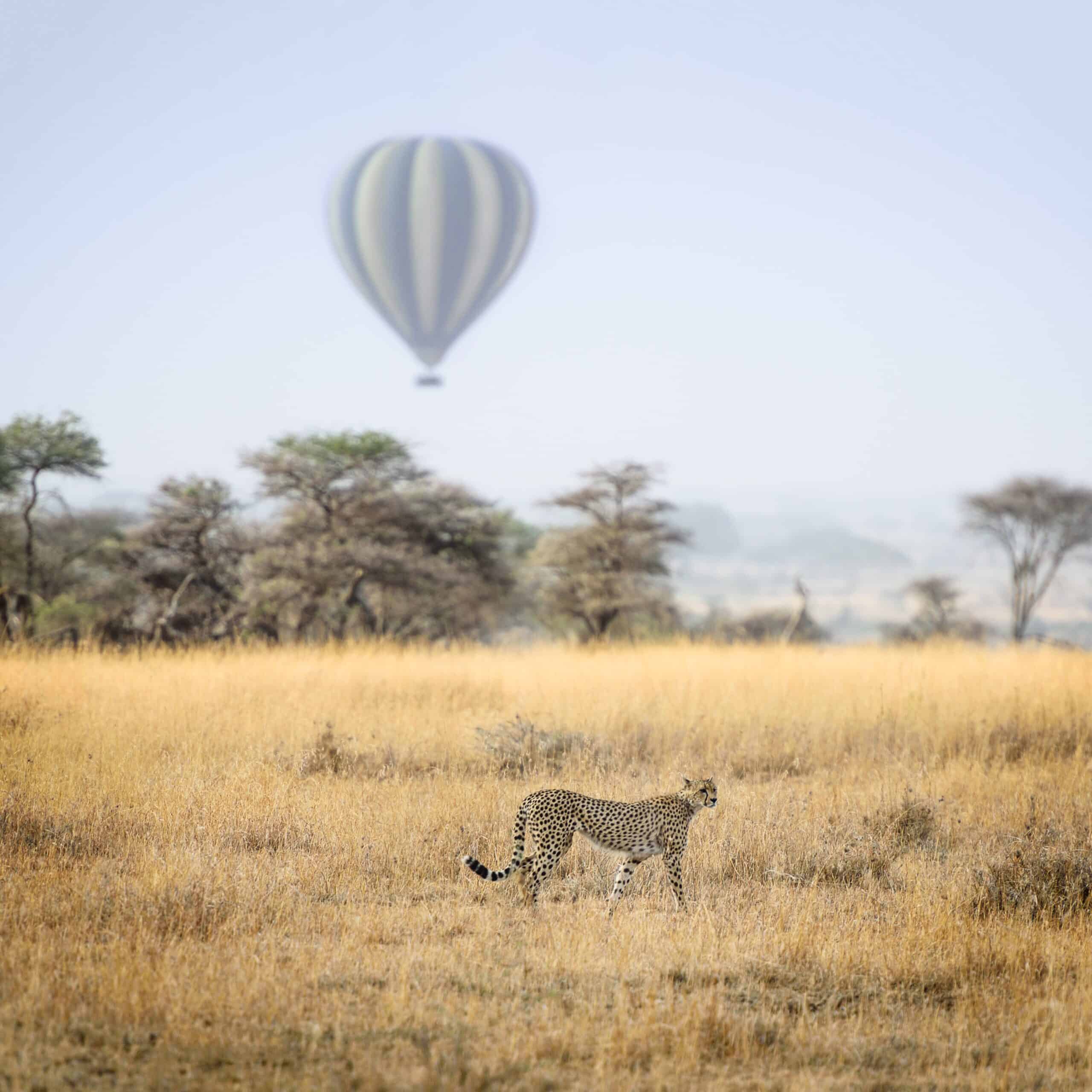 cheetah with hot air balloon in back ground