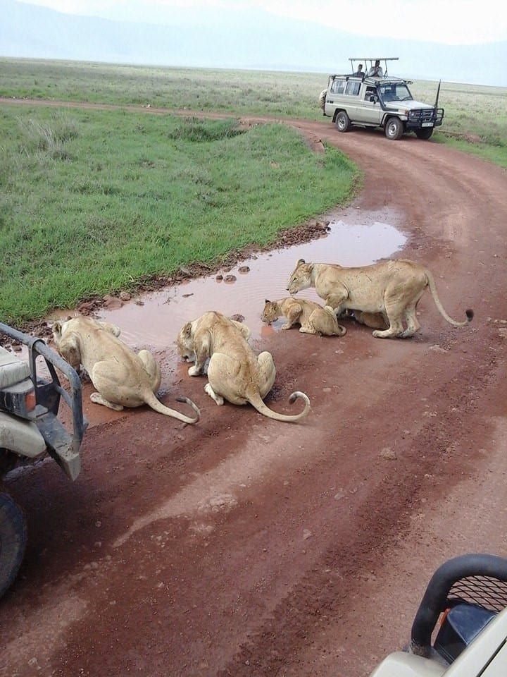Ngorongoro Crater lLions sleeping in the middle of the road