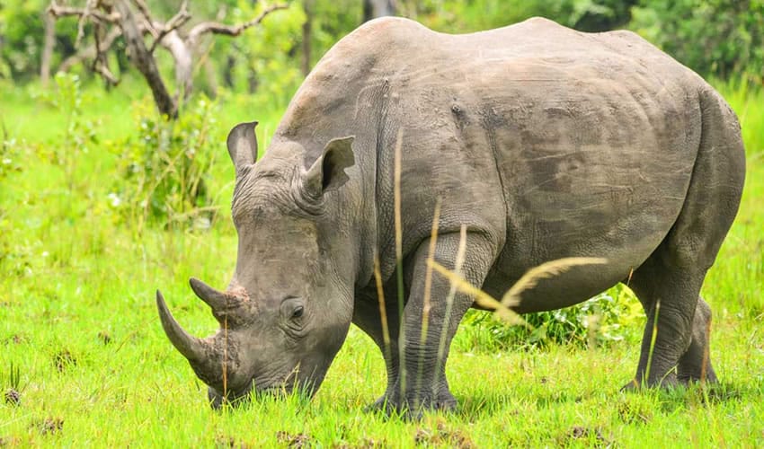 Rhino Tracking At Ziwa Copy