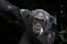 7 Days Gorillas and Wildlife