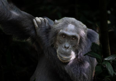 7 Days Gorillas and Wildlife