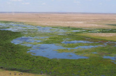 6-Day Masai Mara/Lake Nakuru/Amboseli Group Safari