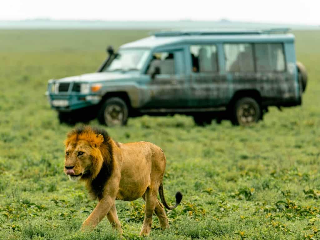 7 Days Tanzania Low Budget safari