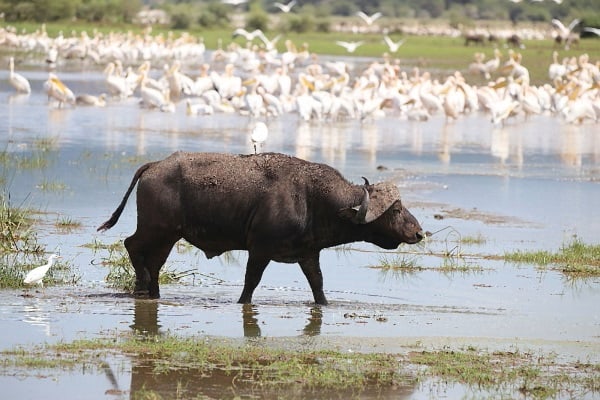 7 Days Tanzania Low Budget safari
