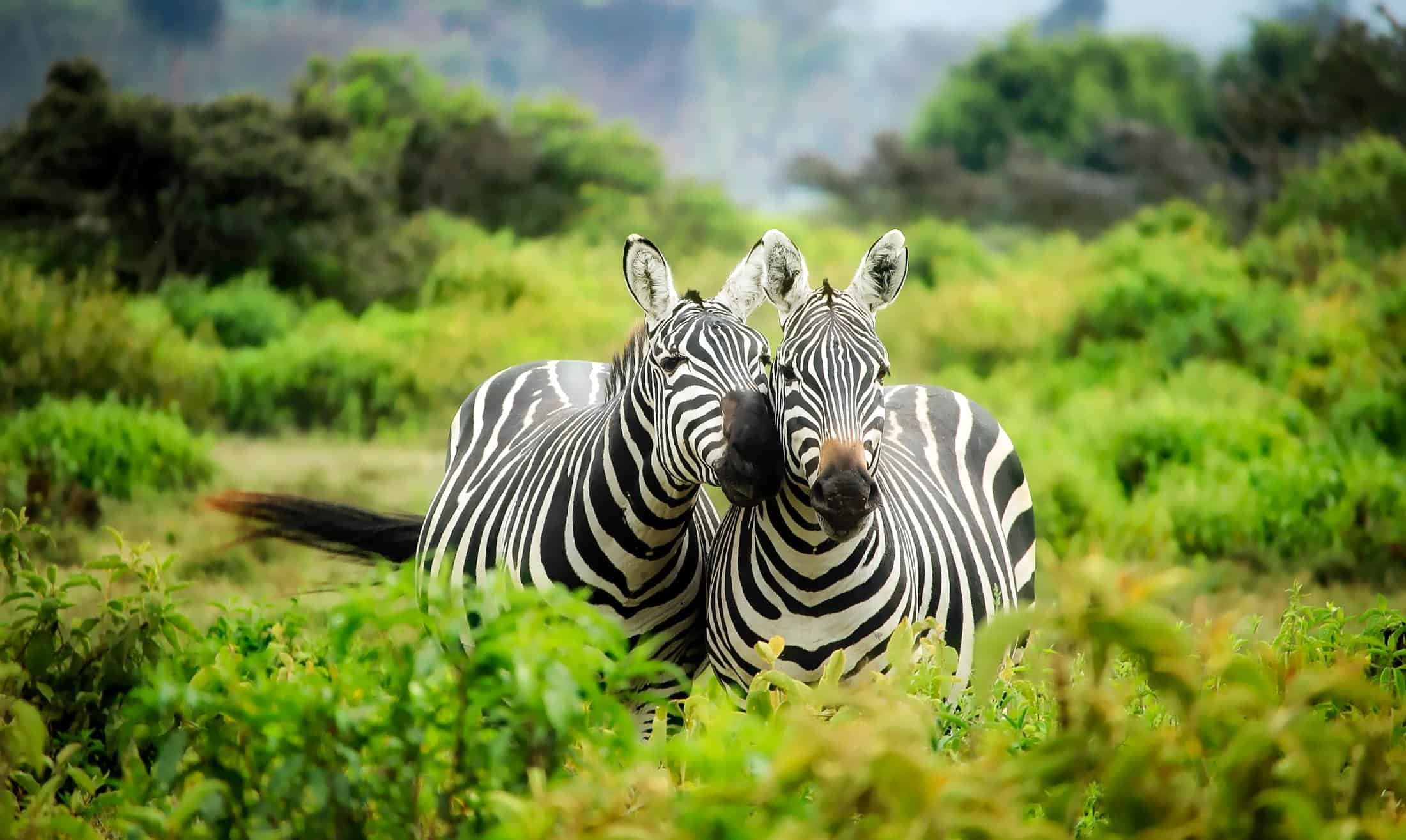 Chobe Day Trip 4