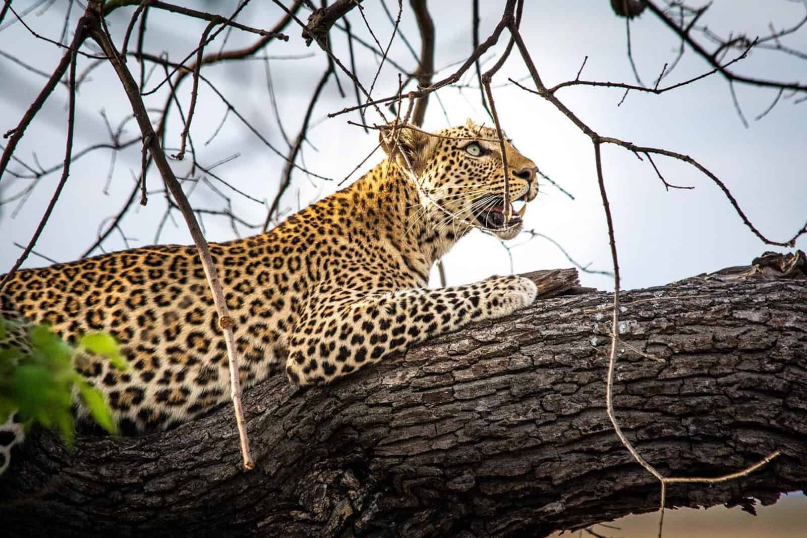 Chobe Safari Lodge Best Botswana 5 1600x1066