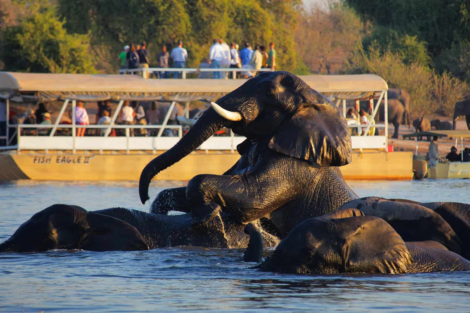 Chobe Safari Lodge Best Botswana 9