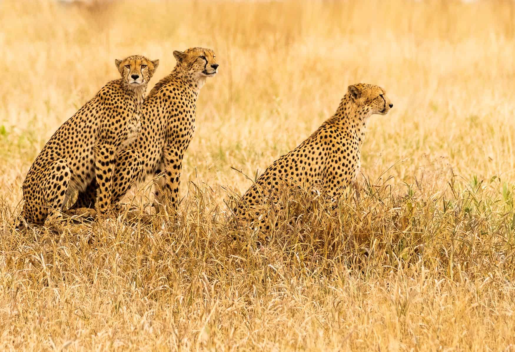 Dscf7873 Cheetah Family Sitting On Rise Hunting 4