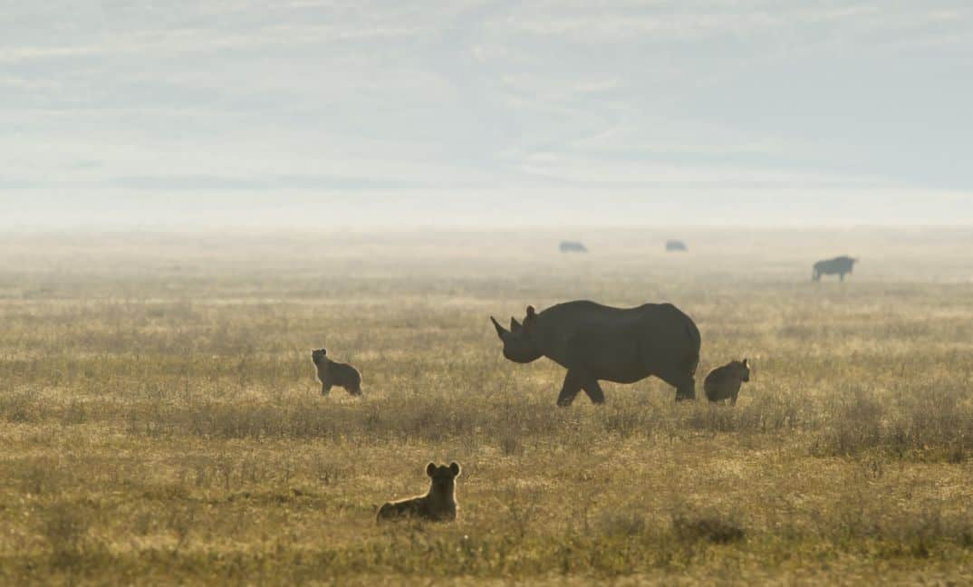 7 Days Tanzania Low Budget safari