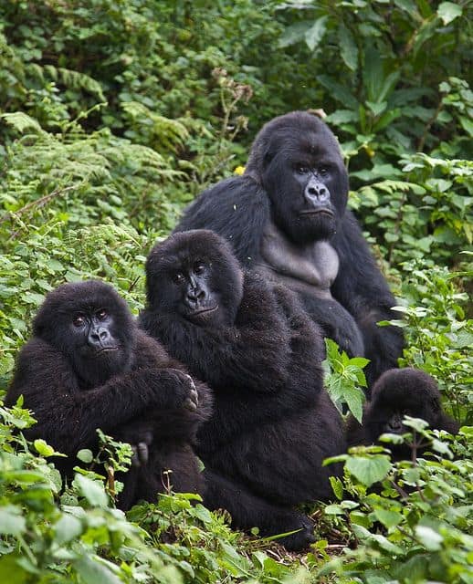 Gorillas