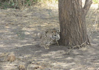 3 Days Serengeti & Ngorongoro Camping Safari