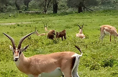 6-Day Tanzania Experience Safari