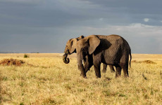 5 Days Tanzania Safari
