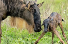 3 Days Tanzania Camping Safari