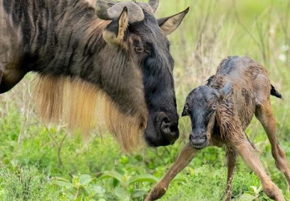 3 Days Tanzania Camping Safari