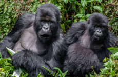 7 Days Uganda Game and Gorilla Experience