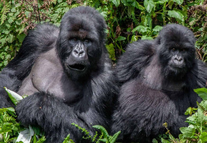 7 Days Uganda Game and Gorilla Experience