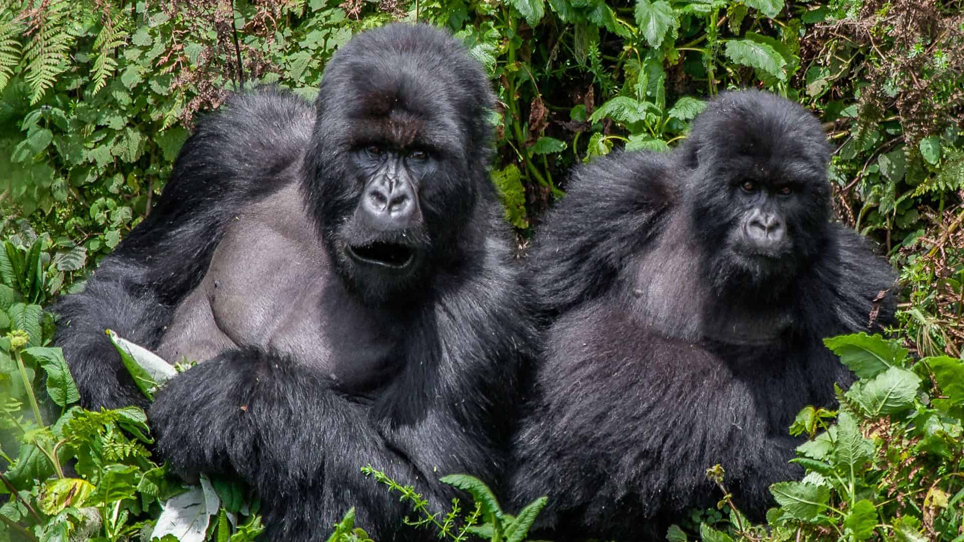 Magical Encounters With The Mountain Gorillas Of Bwindi