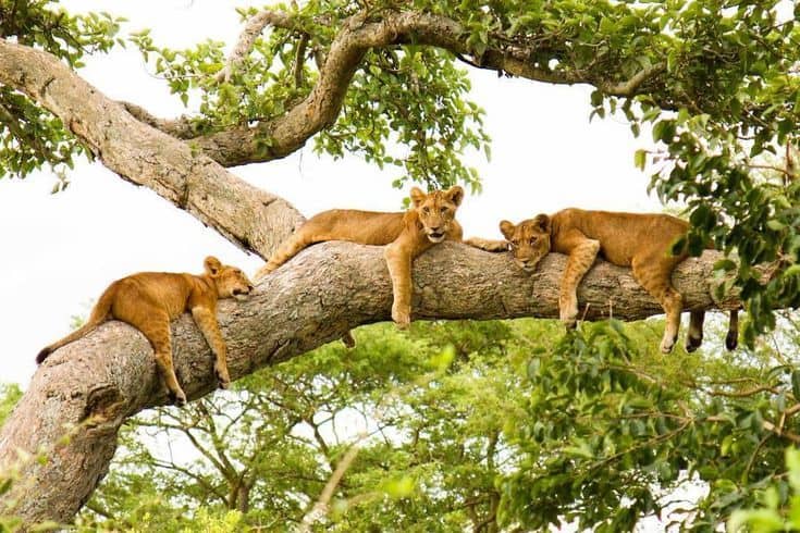 Safari Sectors In Queen Elizabeth National Park