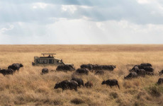 7 Days Tanzania Budget Safari