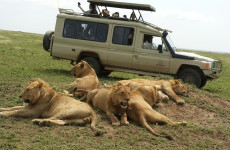 4-Day Manyara, Serengeti & Ngorongoro Luxury Safari