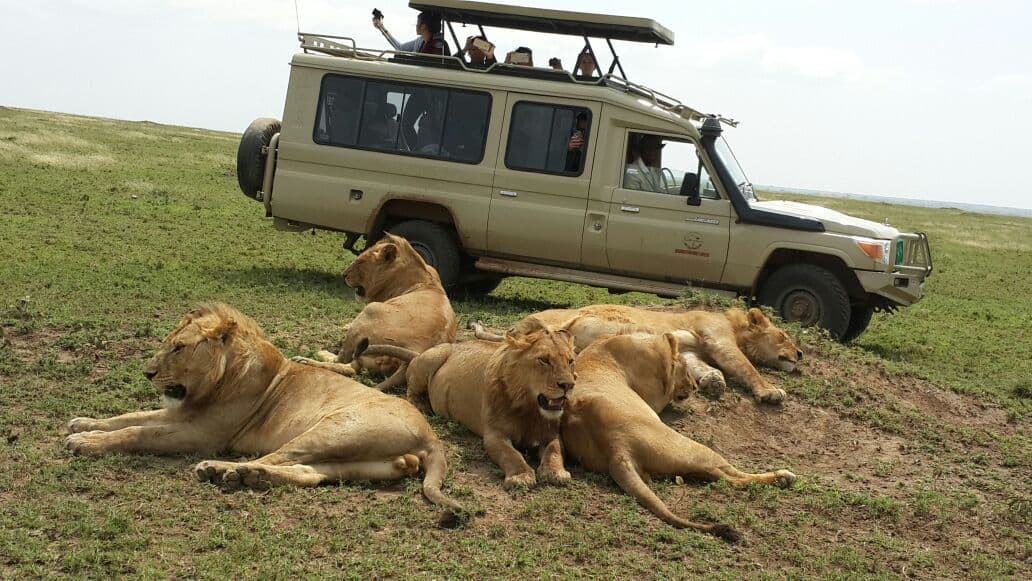 Tanzania Safari
