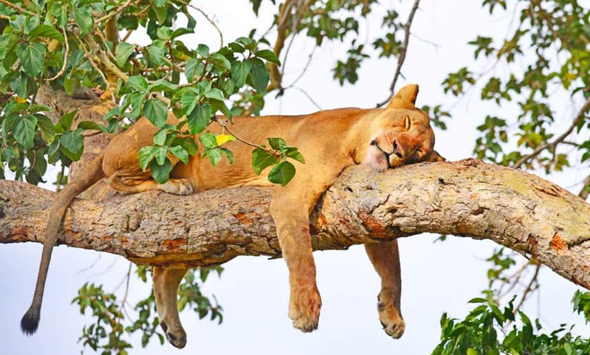 Tree Climbing Lion In Queen Elizabeth National Park