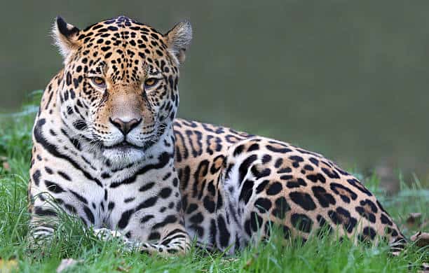 Close Up View Of A Jaguar (panthera Onca)