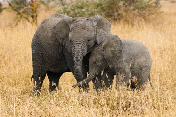 Two Small Elephants, Brothers Of Different Ages Are Near Each Other