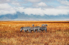 4 Days Safari Tarangire, Serengeti, Ngorongoro