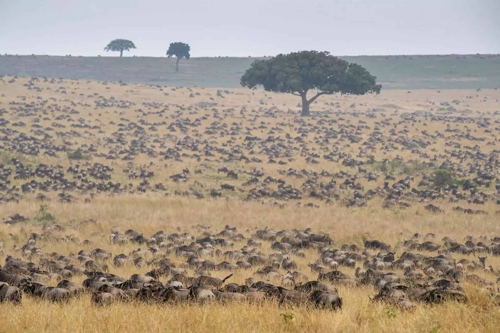 7 Days Tanzania Low Budget safari