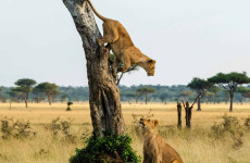 3 Days Safari to Queen Elizabeth National Park