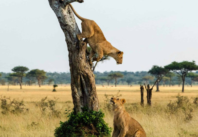 3 Days Safari to Queen Elizabeth National Park