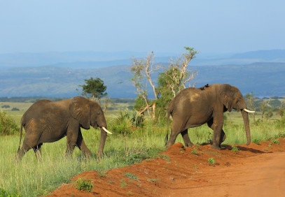 9 Days Uganda Gorillas and Wildlife Safari