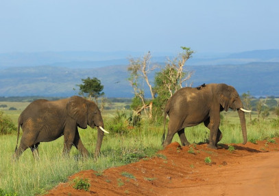 9 Days Uganda Gorillas and Wildlife Safari