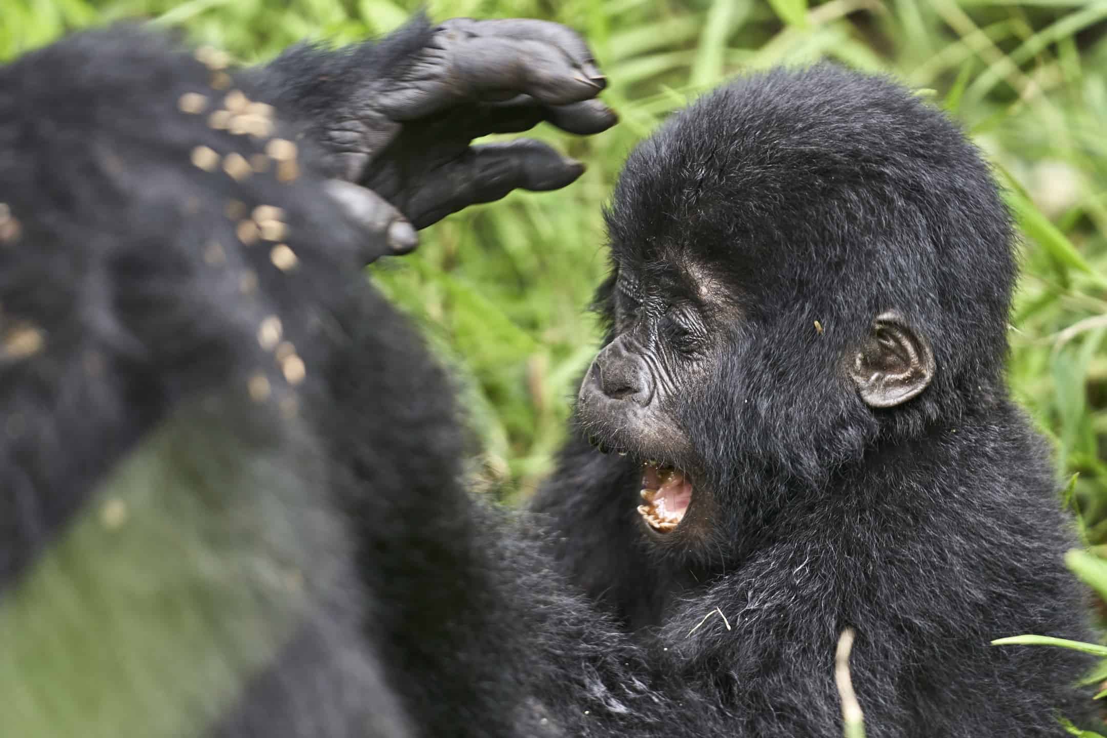 Gorilla Trekking In Uganda