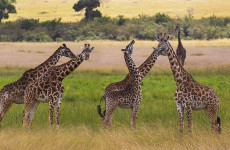 5 Days Northern Tanzania Safari