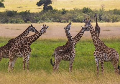 5 Days Northern Tanzania Safari