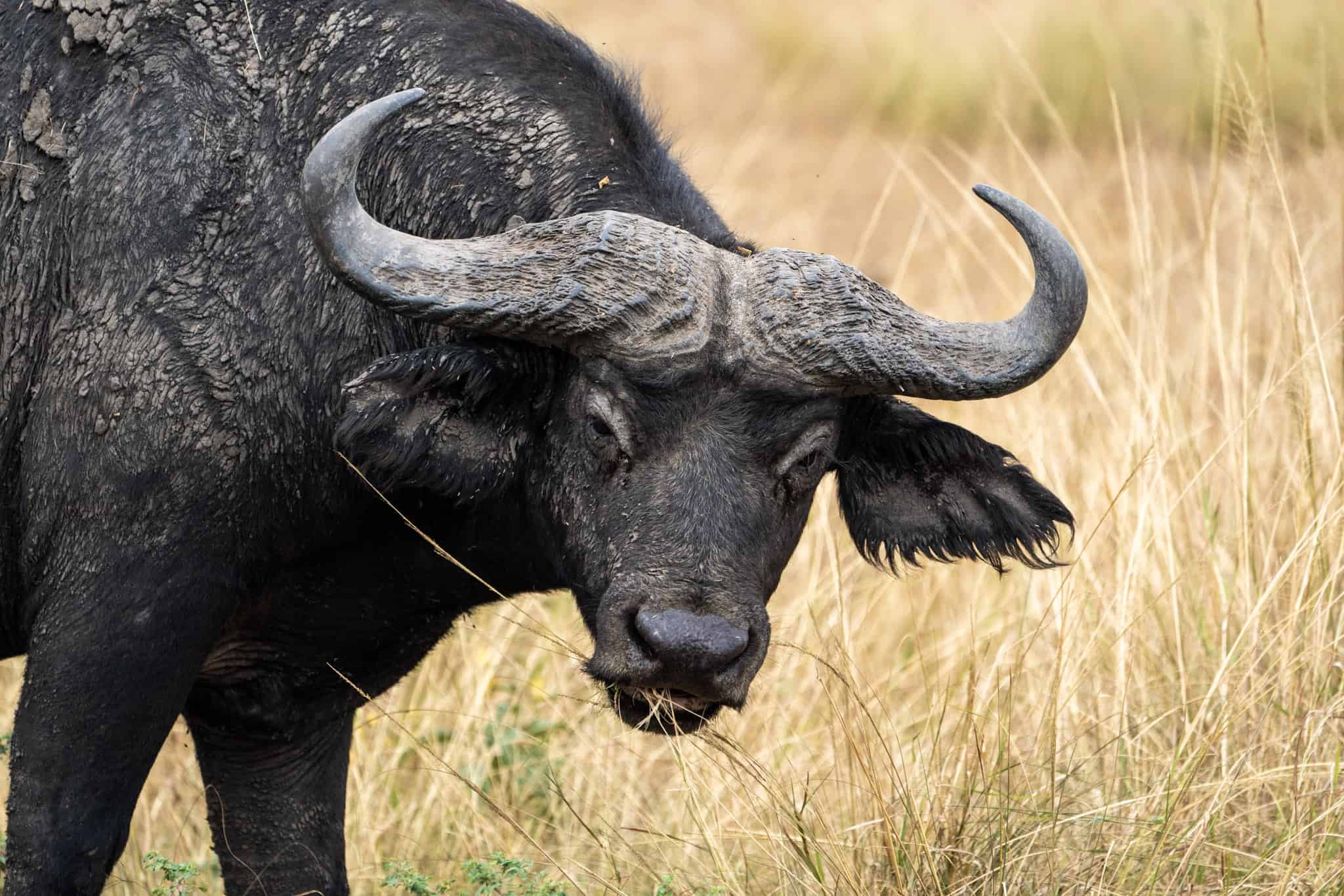 Game viewing in Queen Elizabeth National Park
