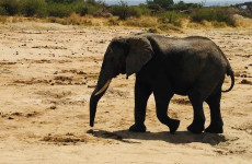 5 Days North Serengeti Migration