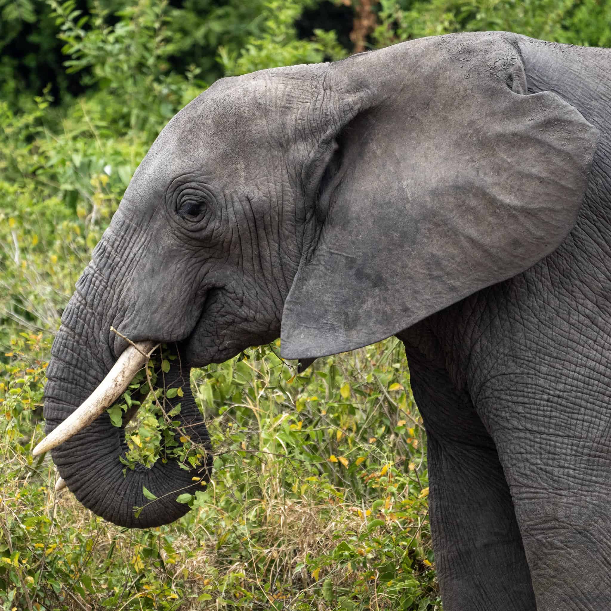 Game viewing in Queen Elizabeth National Park