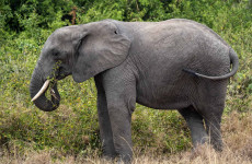 3-Day Queen Elizabeth National Park