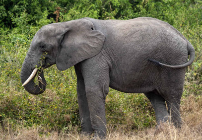 3-Day Queen Elizabeth National Park