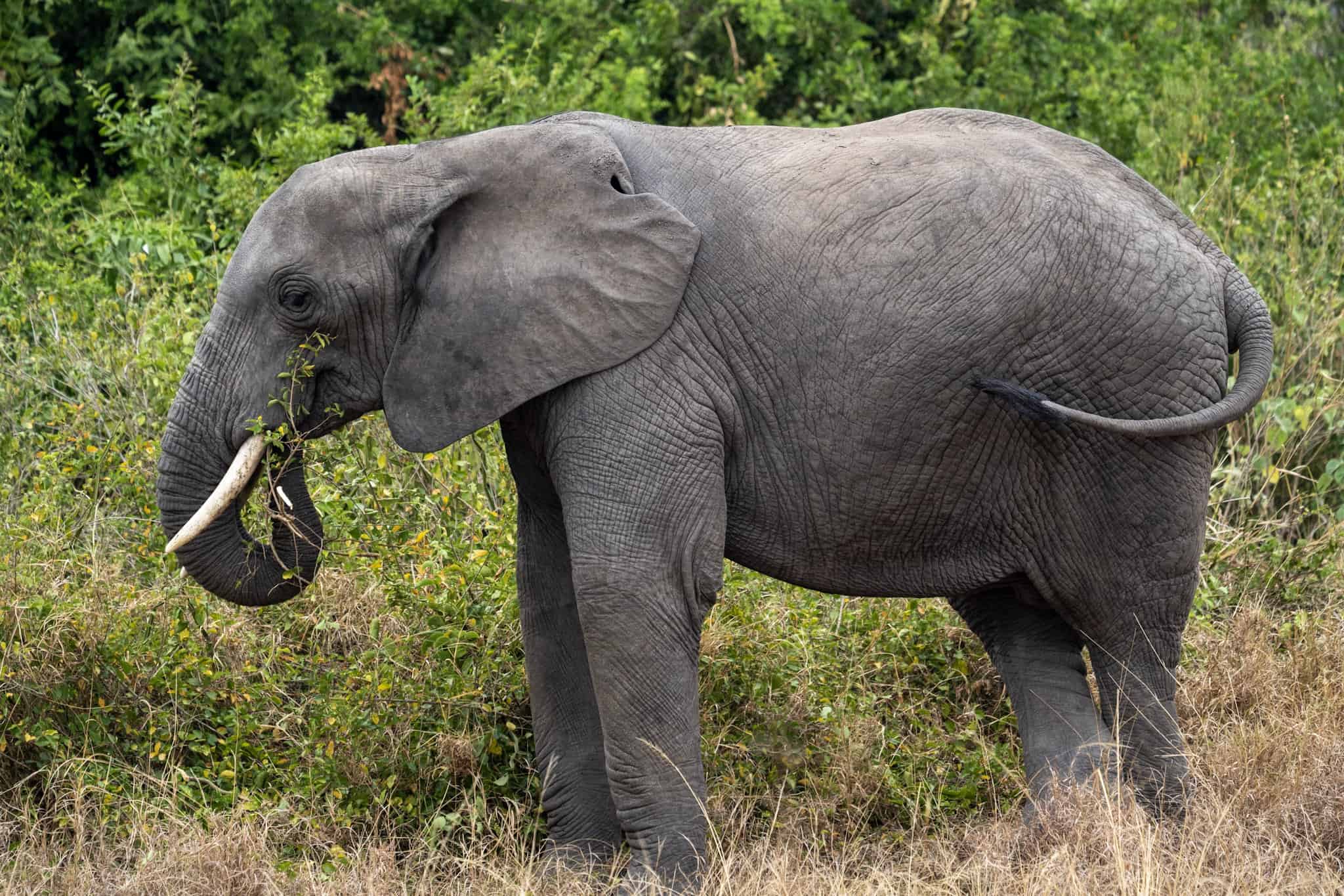Elephants