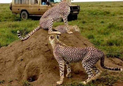 5 Days Tanzania Simba Safari