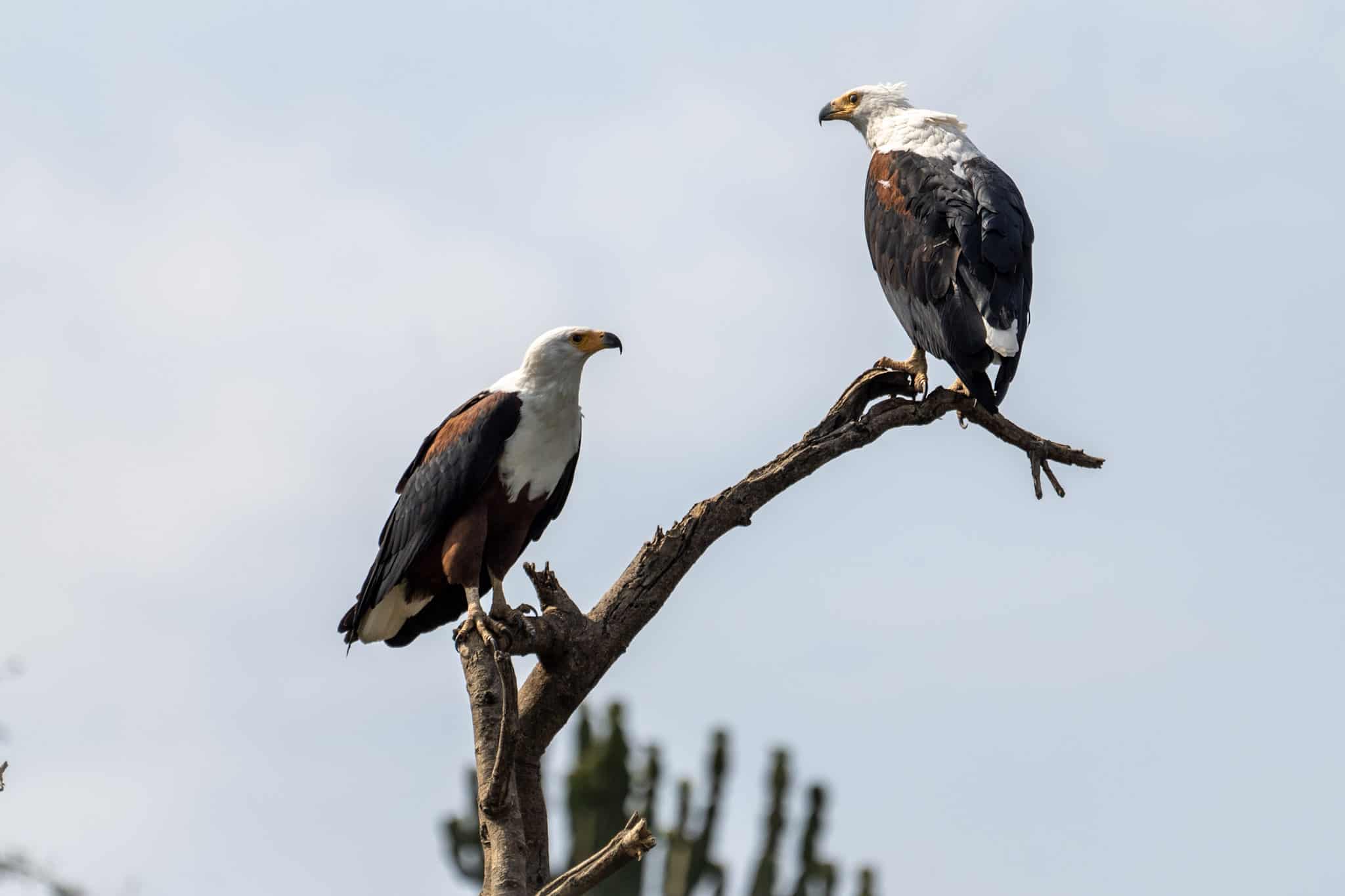 Fish Eagle sighted while doing a boat cruise on Kazinga Channel in Queen Elizabeth National park